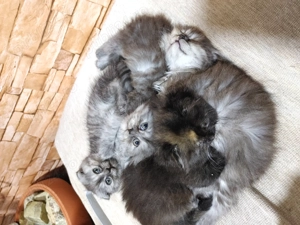 Pisicuta scottish long hair - imagine 5