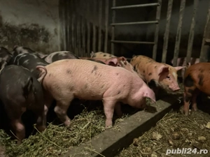 vand purcei de 8 saptamani