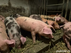 vand purcei de 8 saptamani - imagine 3