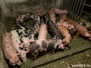 vand purcei de 8 saptamani - imagine 5