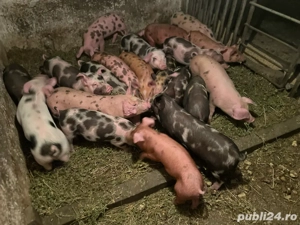 vand purcei de 8 saptamani - imagine 4