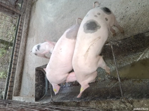 Marele alb cu pietrean  - imagine 2