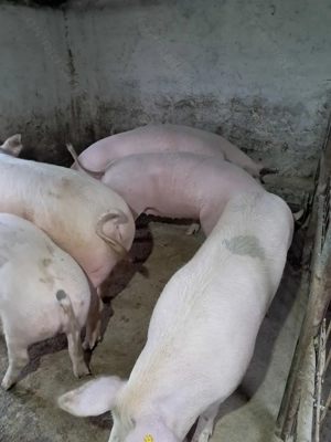 Vând porci grașii  - imagine 2