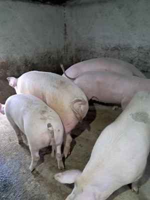 Vând porci grașii  - imagine 4