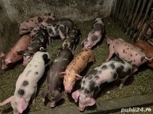 purcei duroc cu pietrain de 8 saptamani