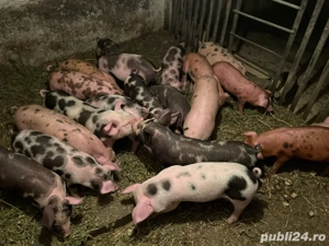 purcei duroc cu pietrain de 8 saptamani - imagine 3