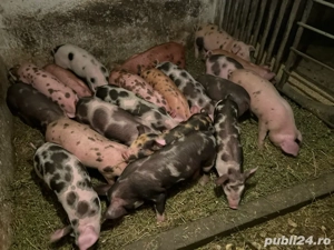 purcei duroc cu pietrain de 8 saptamani - imagine 2