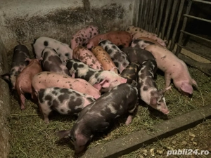 purcei duroc cu pietrain de 8 saptamani - imagine 4