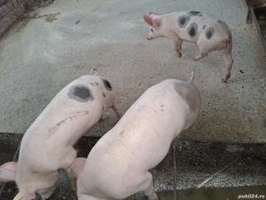 Marele alb cu pietrean  - imagine 3