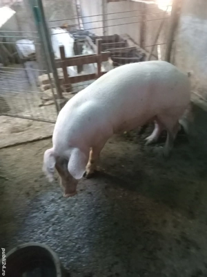 vand porc sacrificat(carcasă)