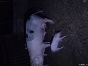 porc de carne  - imagine 2