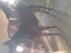 manza vanzare are 5 luni - imagine 2