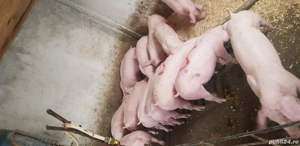 Purcei de vanzare rasa de carne - imagine 3