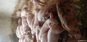 Purcei de vanzare rasa de carne - imagine 2