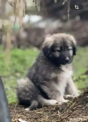 Pui Ciobanesc Romanesc Carpatin cu pedigree - imagine 2