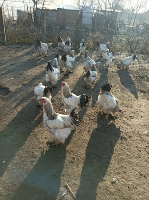 Cocosi Brahma de vânzare  - imagine 3