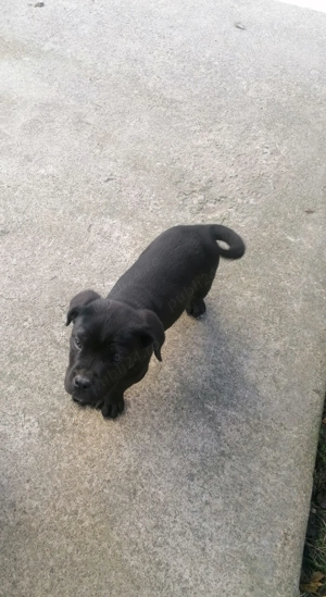 Mascul cane corso vârstă 3 luni  - imagine 2