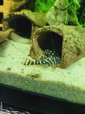 Pesti de acvariu  - imagine 4