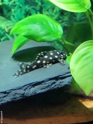 Pesti de acvariu  - imagine 5