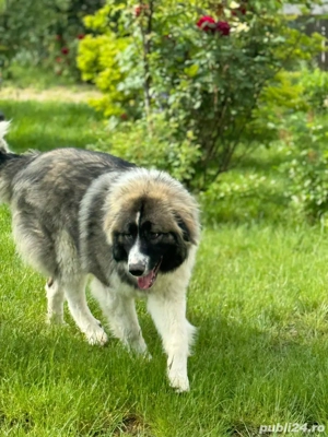 Pui Ciobanesc Romanesc Carpatin cu pedigree - imagine 5