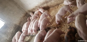 Purcei de la 25 kg la 60 kg - imagine 3