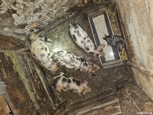 Vând purcei  - imagine 2