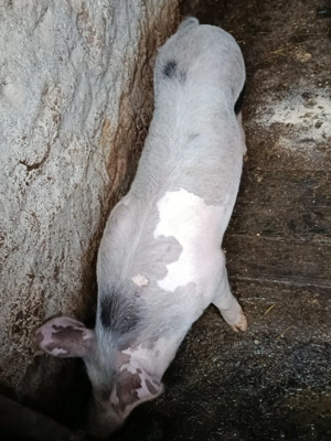 Grasuni de vanzare - imagine 4