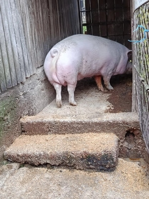 Purcea de vanzare - imagine 5