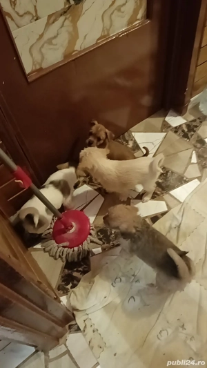 Vand cățeluși bichoni maltez  - imagine 3