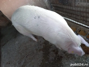 Porc de vânzare  220 kg, crescut natural   14 lei kg