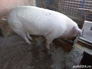 Porc de vânzare  220 kg, crescut natural   14 lei kg - imagine 2