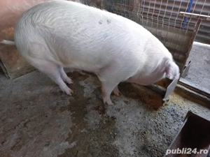 Porc de vânzare  220 kg, crescut natural   14 lei kg - imagine 3