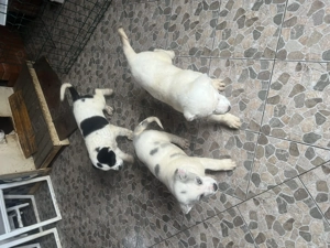 Pufosenii superbe caută noi stăpâni iubitori  - imagine 3