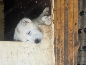 Pufosenii superbe caută noi stăpâni iubitori 