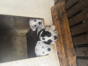 Pufosenii superbe caută noi stăpâni iubitori  - imagine 2