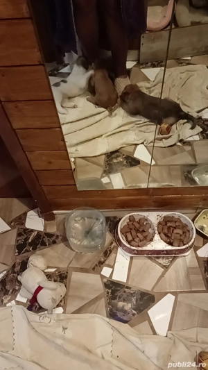 Vand cățeluși bichoni maltez  - imagine 5