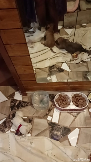 Vand cățeluși bichoni maltez  - imagine 4