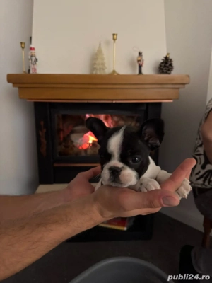 Bulldog Francez