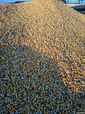 Vând porumb pionier 