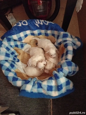 Vand pui Bichon - imagine 2