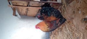 Cocoșii  rasa welsumer, wiandot - imagine 2