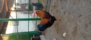 Cocoșii  rasa welsumer, wiandot - imagine 4