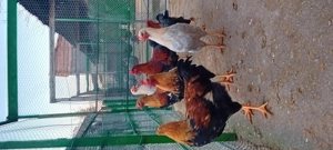 Cocoșii  rasa welsumer, wiandot - imagine 5