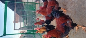 Cocoșii  rasa welsumer, wiandot - imagine 3