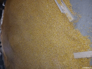 vand porumb de anul acesta 