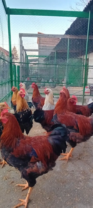 Cocoșii  rasa welsumer, wiandot