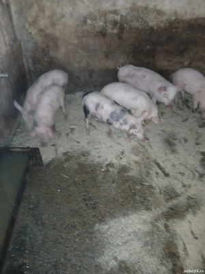 Șoldani și purcei de vânzare 