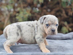 America Bully pocket  - imagine 2