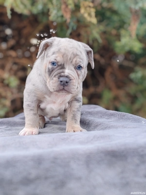 America Bully pocket  - imagine 4