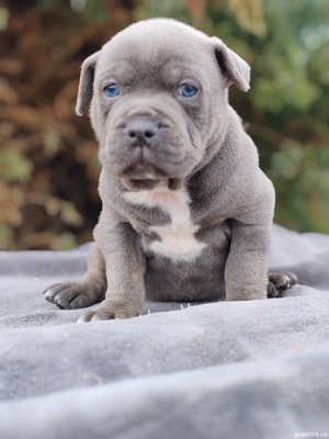 America Bully pocket  - imagine 3